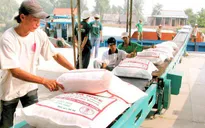Xuất khẩu chính ngạch 100.000 tấn gạo sang Trung Quốc