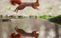 Thư giãn với những khoảnh khắc hài hước của động vật hoang dã