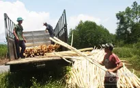 Gỗ nguyên liệu giấy tăng, người trồng rừng ồ ạt bán keo non