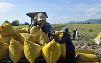 Hỗ trợ tín dụng với doanh nghiệp mua lúa gạo