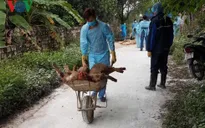 Hải Phòng: Thêm hộ chăn nuôi có lợn bị mắc dịch tả lợn châu Phi