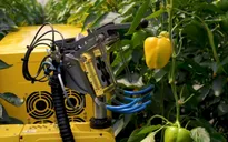 Robot biết nhận diện quả chín và hái ớt