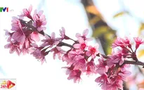 Ngắm mai anh đào nhuộm hồng Đà Lạt