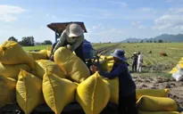 Sẽ không có vướng mắc với DN thu mua lúa gạo khi vay ngân hàng