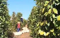 20.000 tấn hồ tiêu ở Bình Phước chưa có đầu ra ổn định