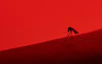 Trí tuệ nhân tạo có thể dự đoán sự bùng phát của dịch bệnh