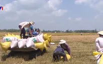 Nhiều hợp đồng xuất khẩu gạo được ký kết