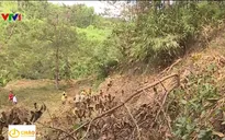 Hàng trăm nghìn ha rừng trước nguy cơ cháy cao