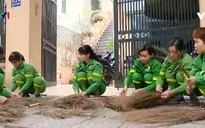 Những cây chổi vàng làm đẹp đường phố ngày Tết