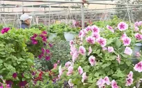 Nghệ nhân trẻ tạo dựng làng nghề hoa cây cảnh