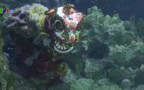 Múa lân dưới nước ở Malaysia