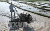 Hơn 83% diện tích đã có nước cấy vụ Đông Xuân