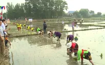 Tưng bừng lễ hội xuống đồng đầu năm tại Thái Nguyên