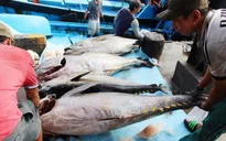 Ngư dân Nam Trung Bộ trúng lớn cá ngừ đại dương