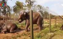 Việt Nam nỗ lực bảo vệ rừng và động vật hoang dã