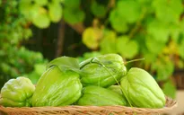 Su su giúp ích trong việc điều trị ung thư da
