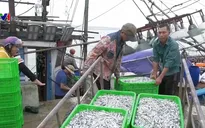 Ngư dân Quảng Trị phấn khởi đón "lộc" cá cơm đầu năm