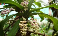 Trò chuyện với "vua hoa lan" Việt Nam