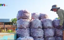 Gia Lai lên kế hoạch "giải cứu" 14.000 tấn khoai lang Nhật