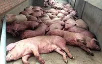 Việt Nam chính thức có tên trong bản đồ 20 nước có dịch tả lợn châu Phi