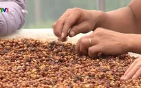 Đẩy mạnh phát triển cà phê đặc sản hữu cơ