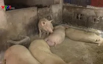 Bắc Giang chủ động ngăn chặn dịch tả lợn châu Phi