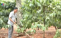 Bình Phước: Điều mất mùa do hạn hán