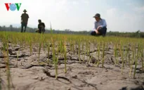 Nguy cơ hạn hán diện rộng tại Gia Lai
