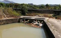Khánh Hòa xác định nguồn gốc số lợn chết vứt xuống hồ