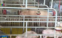 Giá lợn hơi tiếp tục giảm