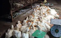 TP.HCM phát hiện 900 con vịt nhiễm virus cúm gia cầm A/H5N6