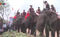 Sôi nổi Hội voi Buôn Đôn, Đăk Lăk
