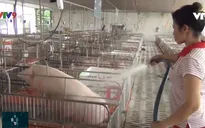 Đề xuất chốt chặn đèo Hải Vân, ngăn dịch tả lợn châu Phi tấn công vào phía Nam
