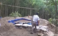 Tái diễn nạn khai thác vàng trái phép tại Bồng Miêu