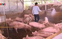 Lâm Đồng chủ động phòng chống dịch tả lợn ở hộ chăn nuôi nhỏ lẻ