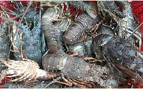 Tái diễn tình trạng tôm hùm chết hàng loạt