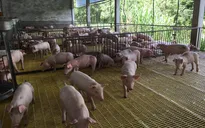 Phú Yên cấp 5.000 lít thuốc sát trùng phòng tả lợn châu Phi