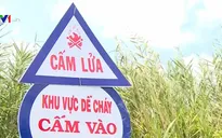 Nhiều cánh rừng cạn nước, nguy cơ xảy ra cháy cao