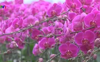 Thung lũng hoa - Điểm hẹn mới của du lịch Ninh Bình
