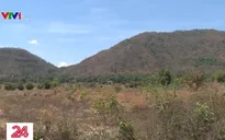Cảnh báo cháy rừng cấp nguy hiểm ở đồng bằng sông Cửu Long