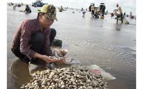 Độ mặn tăng cao, hơn 100 tấn nghêu bị chết ở Bến Tre