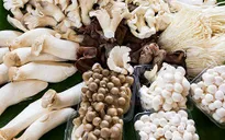 Nấm có thể giảm nguy cơ suy não nhẹ
