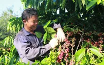 Nhiều dư địa để tăng giá trị cà phê Việt