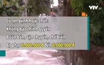 Bị phạt tiền nếu giấu dịch tả lợn châu Phi