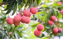FTA thế hệ mới - Cơ hội xuất khẩu nông sản Việt Nam
