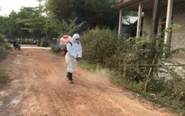 TT-Huế xuất hiện dịch tả lợn châu Phi