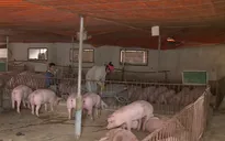 Chưa phát hiện dịch tả lợn châu Phi tại trang trại quy mô lớn