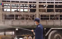 Bộ Nông nghiệp và Phát triển nông thôn kiểm tra công tác phòng chống tả lợn châu Phi