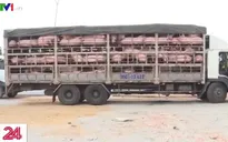 Lập "hàng rào" ngăn dịch tả lợn châu phi vào miền Nam