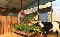 Tận dụng phế phụ phẩm trong nông nghiệp ở dải Gaza